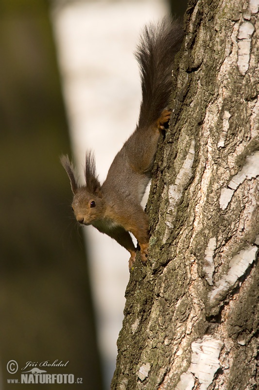 Sciurus vulgaris