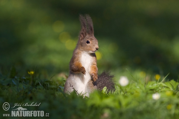 Sciurus vulgaris