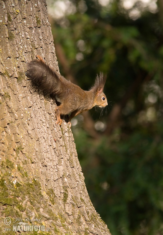 Sciurus vulgaris