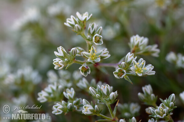 Scleranthus perennis