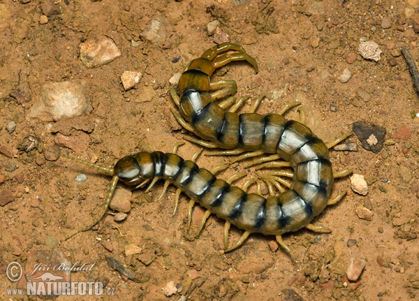 Scolopendra cingulata