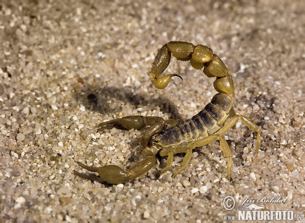 Scorpion (Scorpiones sp.)