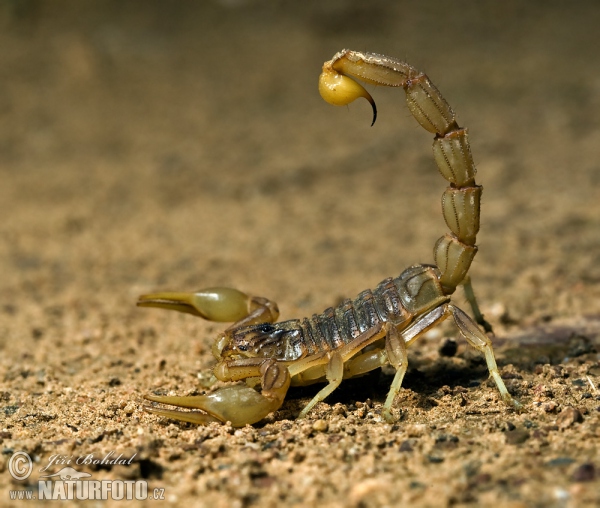 Scorpion (Buthus occitanus)