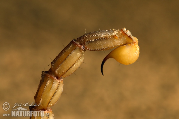 Scorpion (Buthus occitanus)