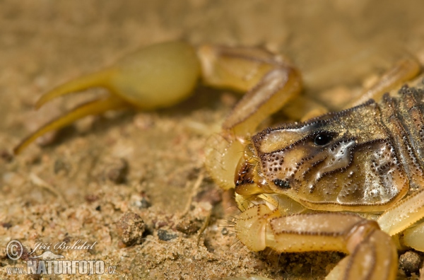 Scorpion (Buthus occitanus)