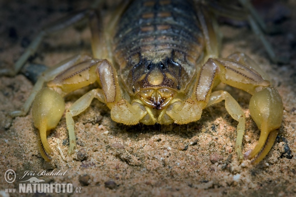 Scorpion (Buthus occitanus)