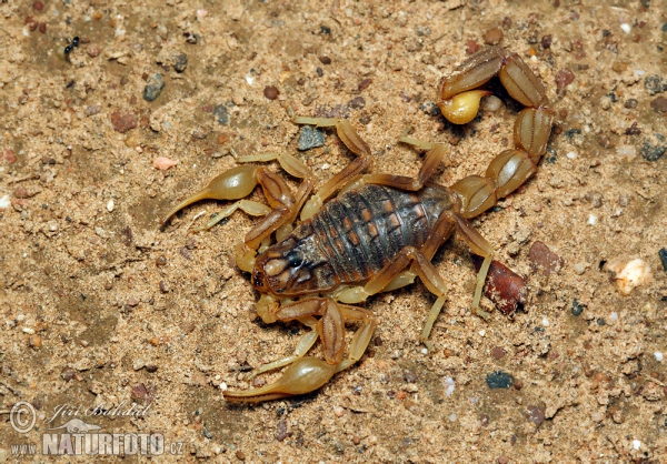 scorpión común