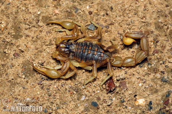 scorpión común