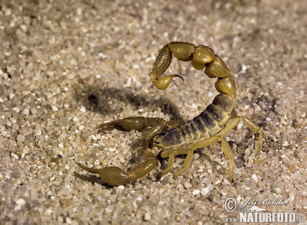 Scorpiones sp.