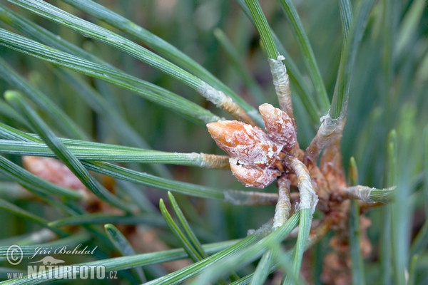 Scots Pine (Pinus sylvestris)