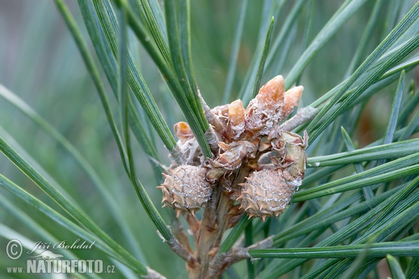 Scots Pine (Pinus sylvestris)