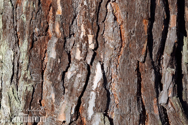 Scots Pine (Pinus sylvestris)