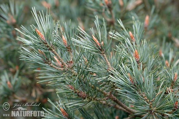 Scots Pine (Pinus sylvestris)