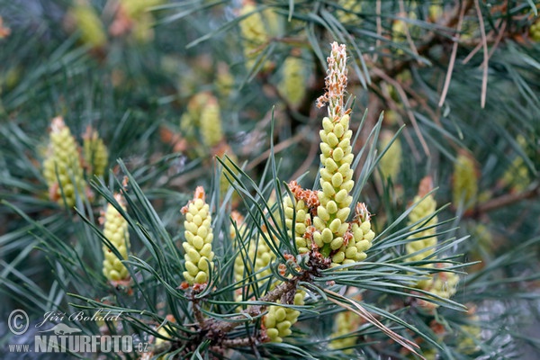 Scots Pine (Pinus sylvestris)