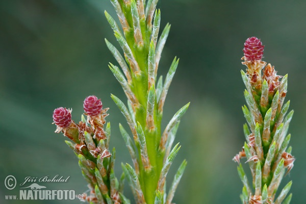 Scots Pine (Pinus sylvestris)