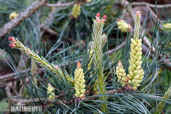 Scots Pine (Pinus sylvestris)