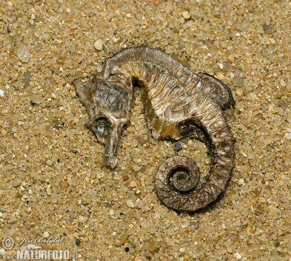Seahorse (Hippocampus sp.)