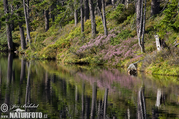 Selva Boema