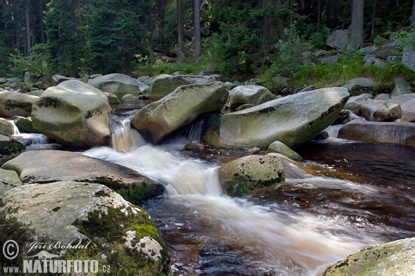 Selva de Bohemia