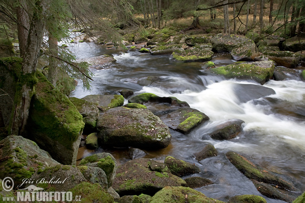 Selva de Bohemia