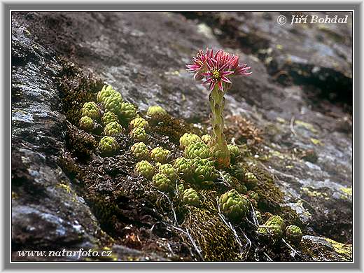 Sempervivum