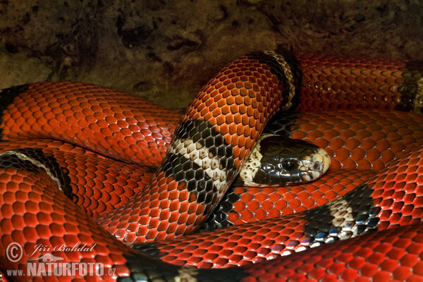 Serpente del latte