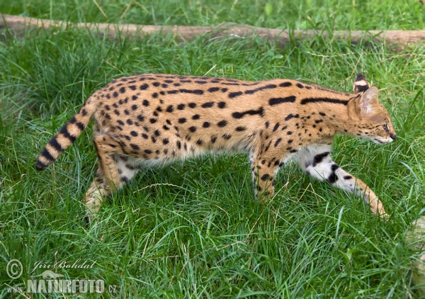 Serval (Leptailurus serval)