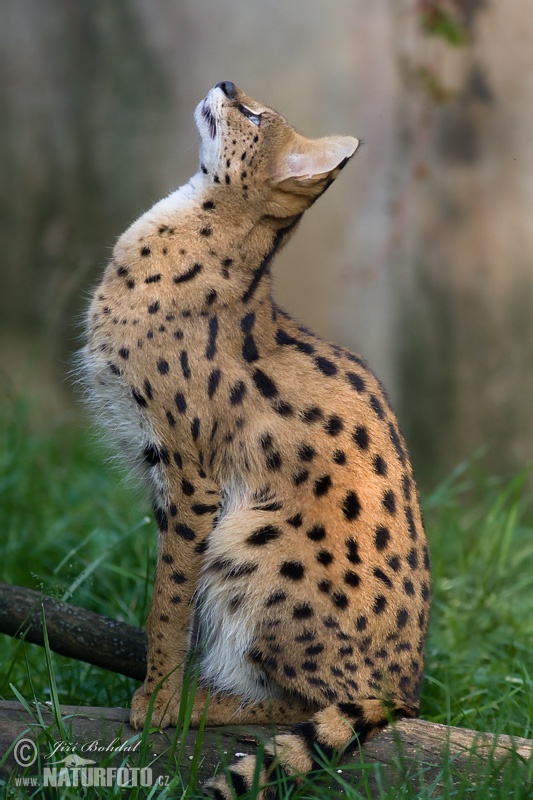 Serval katachtige