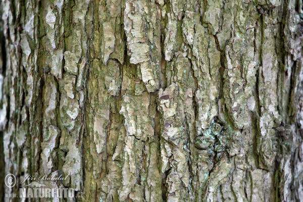 Sessile Oak (Quercus petraea)