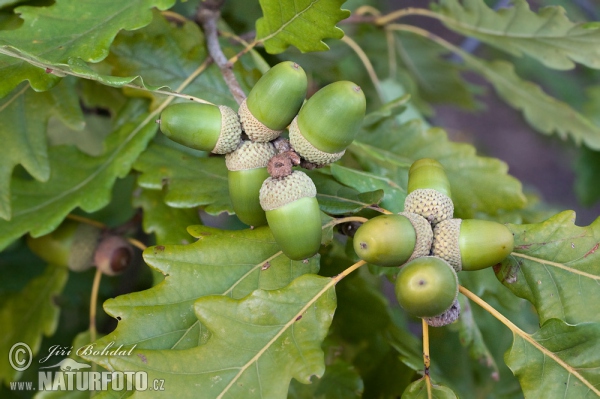 Sessile Oak (Quercus petraea)