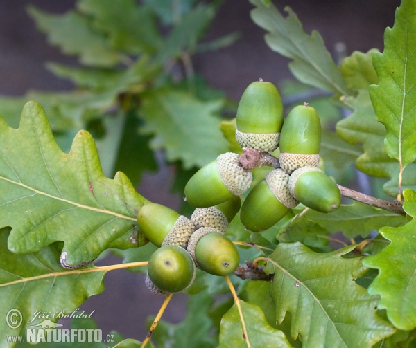 Sessile Oak (Quercus petraea)