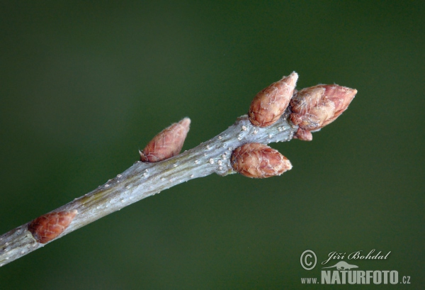 Sessile Oak (Quercus petraea)