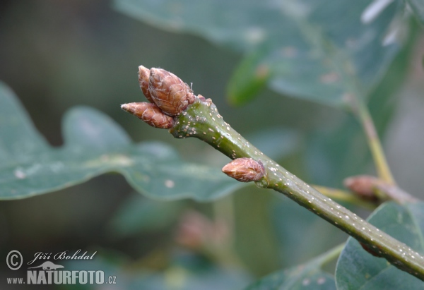 Sessile Oak (Quercus petraea)