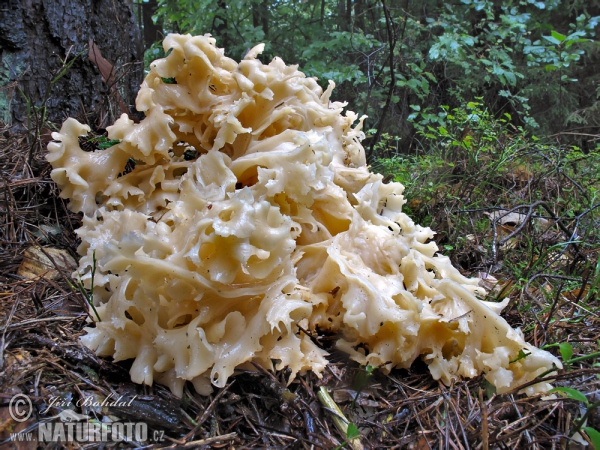 seta coliflor