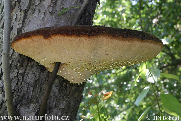 Shaggy Bracked Mushroom (Inonotus sp.)