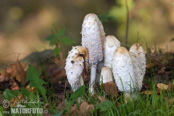 Shaggy Mane Mushroom (Coprinus comatus)