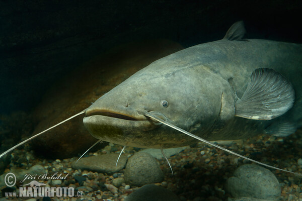 Sheatfish (Silurus glanis)