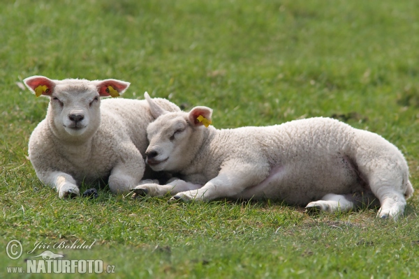 Sheeps (Ovis aries)