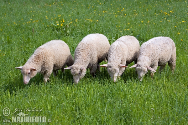 Sheeps (Ovis aries)