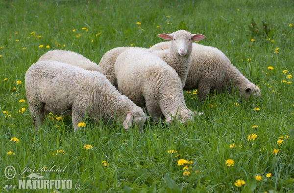 Sheeps (Ovis aries)