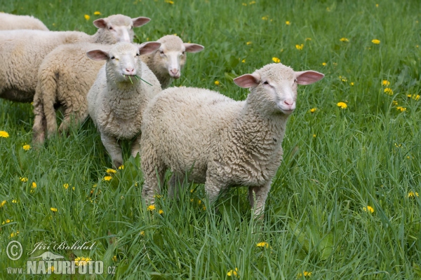 Sheeps (Ovis aries)