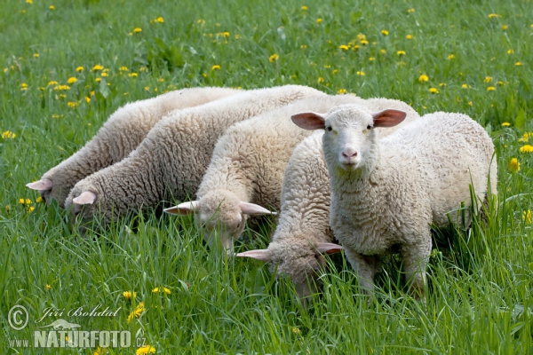 Sheeps (Ovis aries)