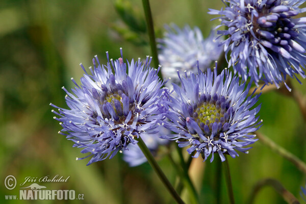 Sheep's bit scabious (Jasione montana)