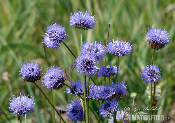 Sheep's bit scabious (Jasione montana)