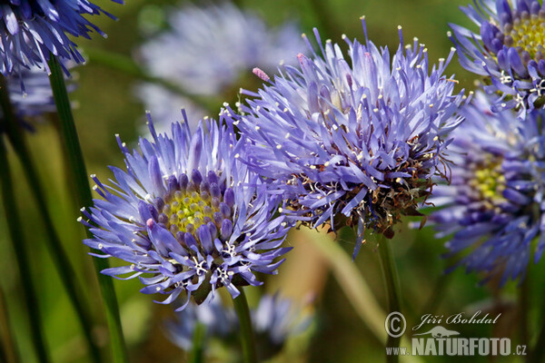 Sheep's bit scabious (Jasione montana)