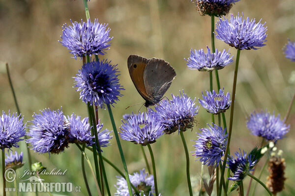 Sheep's bit scabious (Jasione montana)