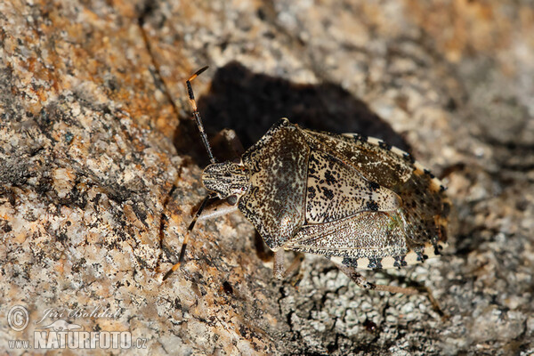 Shield Bug (Raphigaster nebulosa)