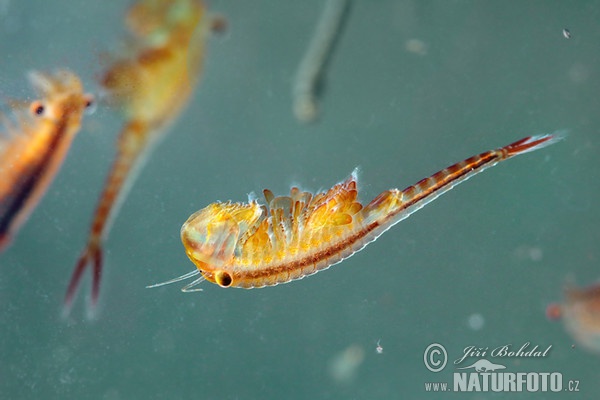 Shrimp (Eubranchipus grubii)