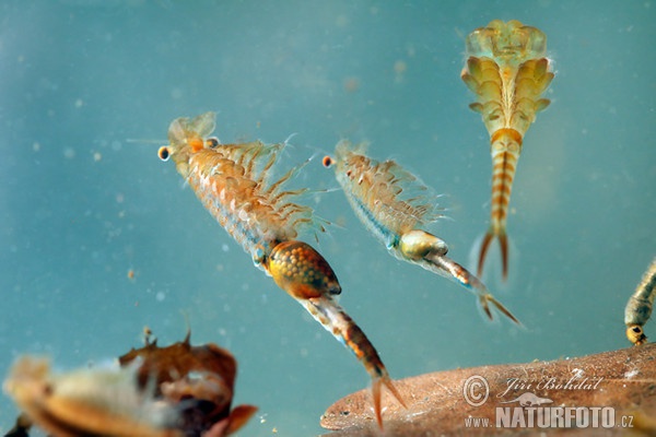 Shrimp (Eubranchipus grubii)