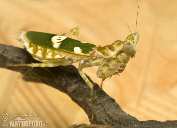 siatische Blütenmantis